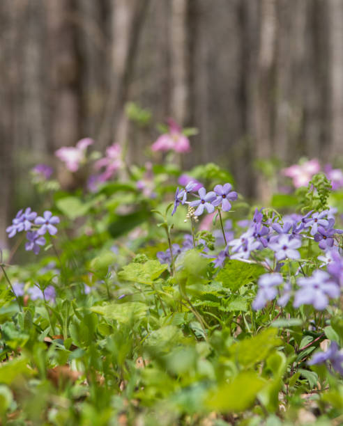istock Blue Phlox Blooms Along Valley Trail 854687308