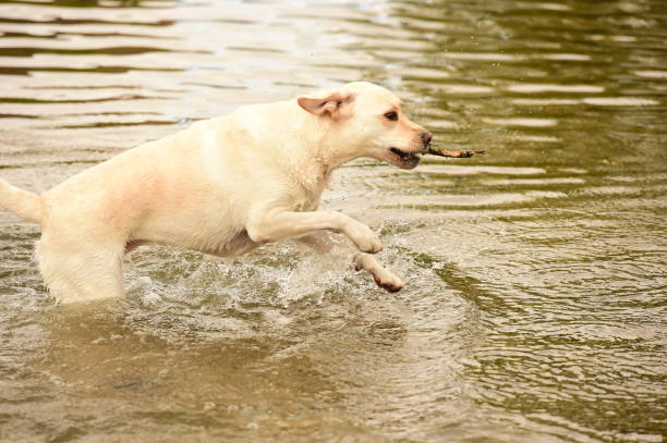 istock Labrador Retriever in the Cotswolds 854687576
