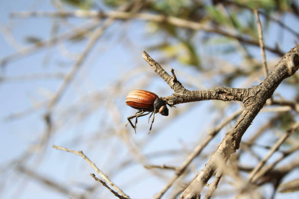 istock Insects, Mednine, South Tunisian 854690318
