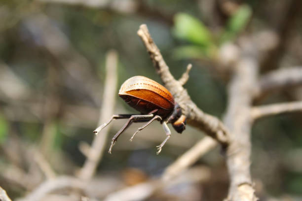 Insects, Mednine, South Tunisian
