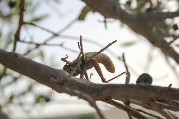 Insects, Mednine, South Tunisia