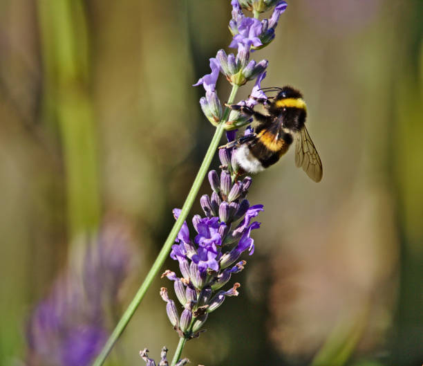 Northern white-tailed bumblebee sitting on a blooming lavender stock photo