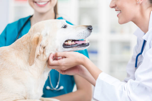istock Yellow lab receives check up at the vet 854690916