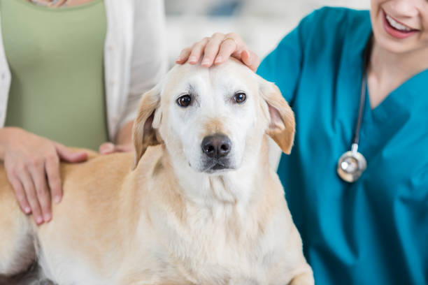istock Yellow lab is comforted during vet visit 854690930