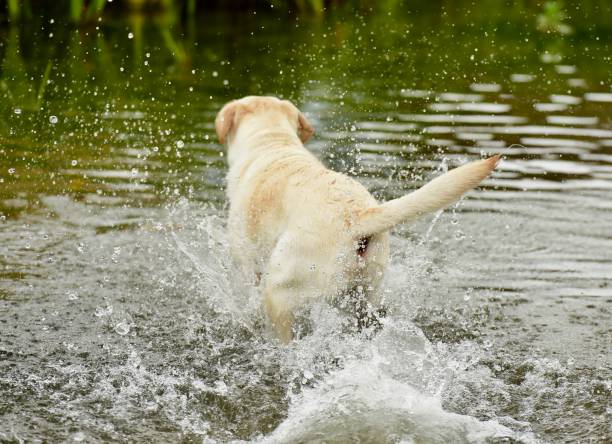 istock Labrador Retriever in the Cotswolds 854693714