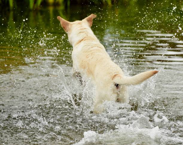 istock Labrador Retriever in the Cotswolds 854693724