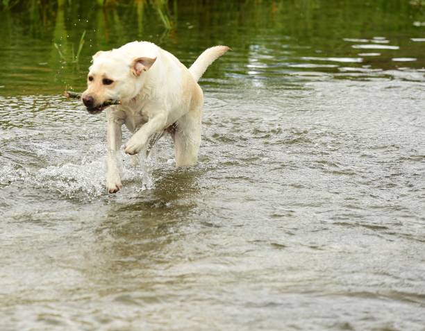 istock Labrador Retriever in the Cotswolds 854694082