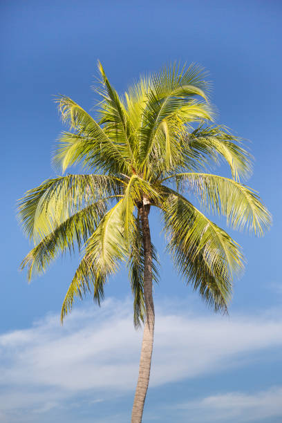 istock Palm Tree by the beach in Malaysia 854703688