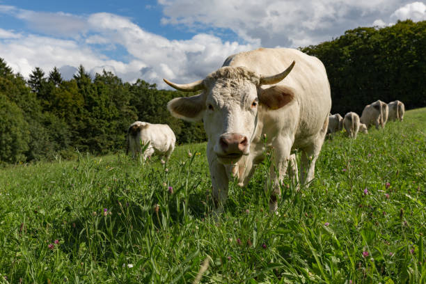istock charolais cattle on pasture in beautiful landscape 854704022