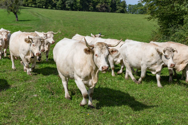 istock herd of charolais cattle on pasture 854704226