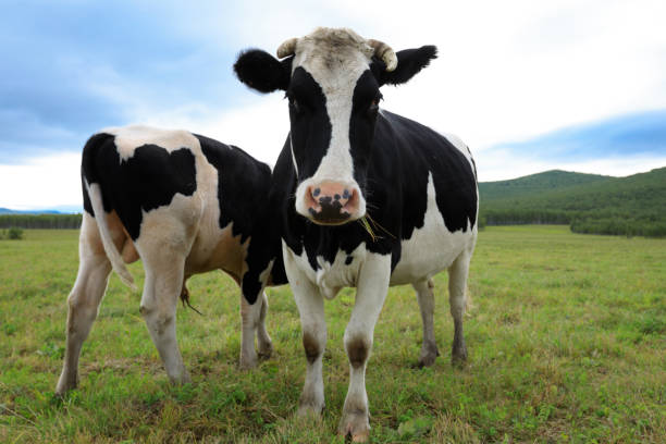 istock curious cow looking at the camera on the grassland 854708728