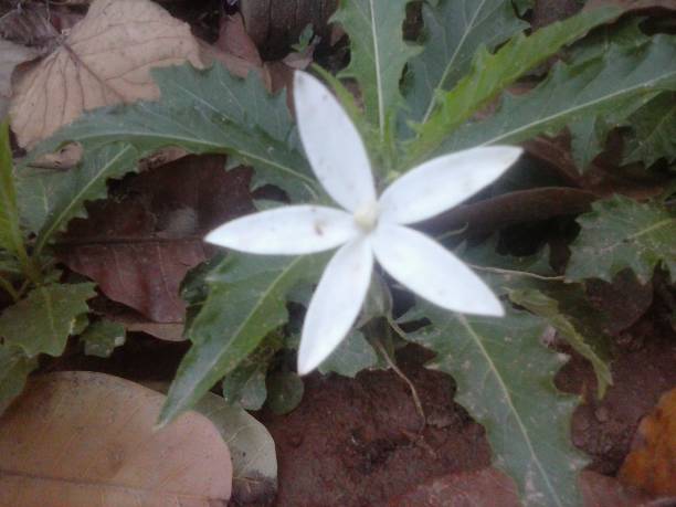 flower of peace