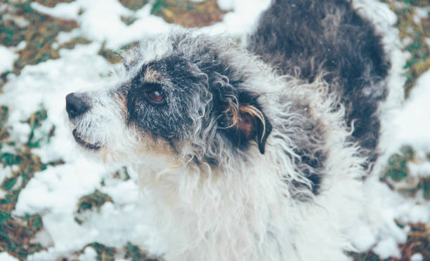 istock dog in the yard 854713366