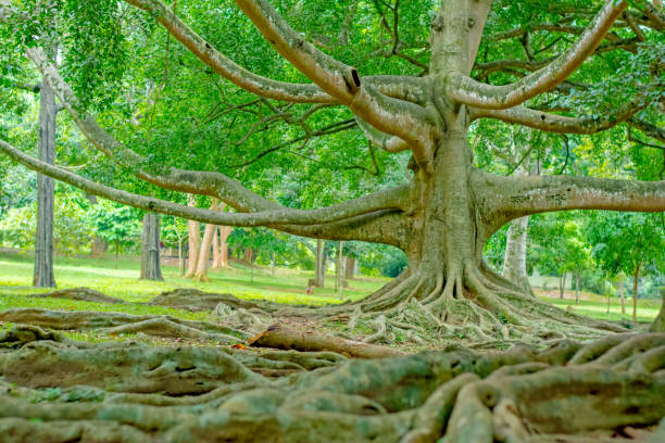istock Royal Botanical Garden Peradeniya, Sri Lanka 854715410