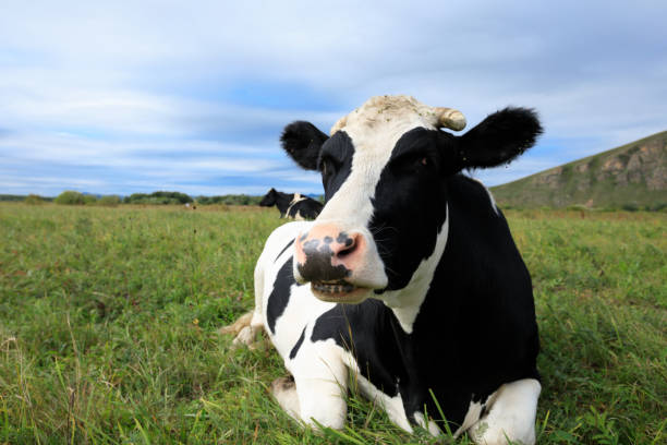 istock cow rest at the grassland 854721474