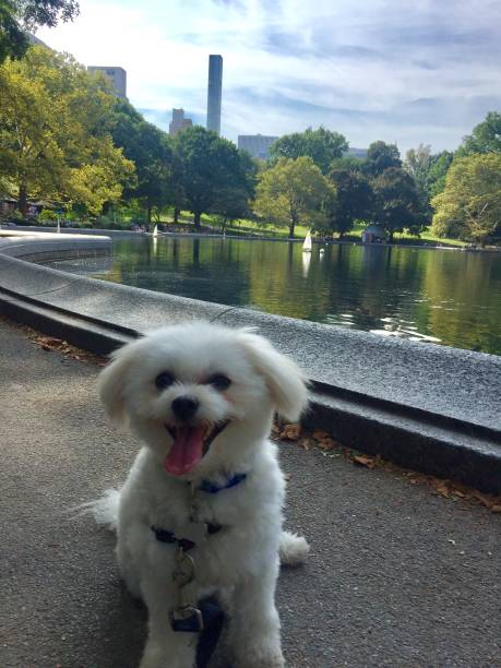 istock White dog at Central Park Lake- 2017 854722608
