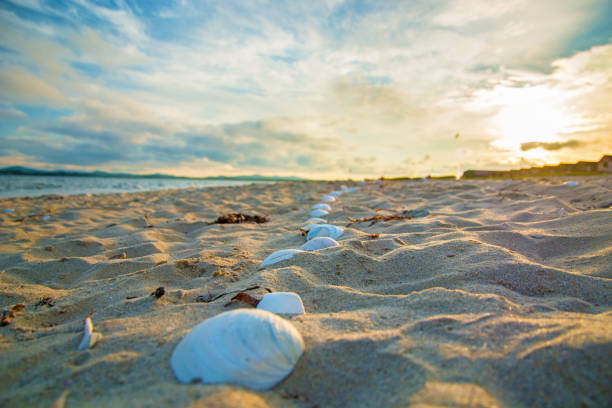 seashells on the beach, lit up by the Sun. Many shells on the white sand. close to the sea and the waves
