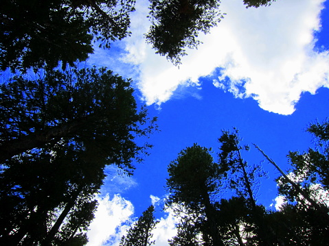 Skyward through pines