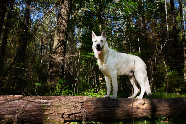 White Swiss shepherd dog White Swiss shepherd dog in the forest white swiss shepherd stock pictures, royalty-free photos & images