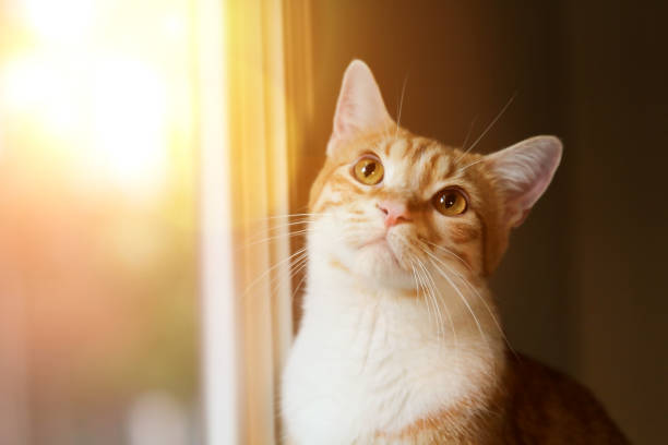 istock Beautiful red  relaxing elegant cat near window 854743858