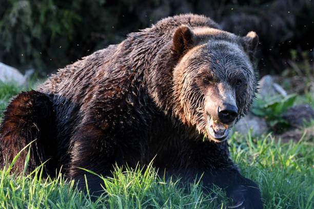 istock Grizzly Bears in British Columbia, Canada 854748664