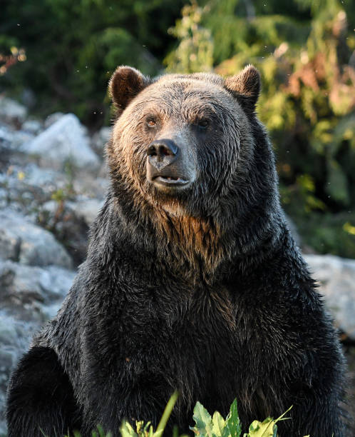 istock Grizzly Bears in British Columbia, Canada 854748668
