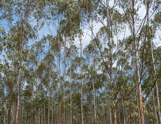 istock Rows of eucalyptus trees in plantations ready for harvest. 854754570