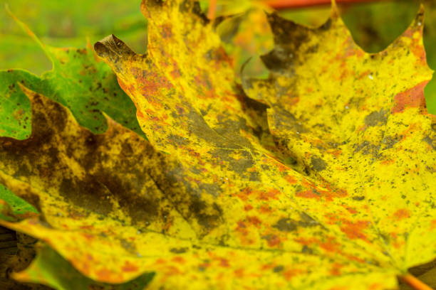istock Maple leaves in autumn color 854762318