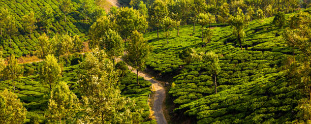 tea plantation in munnar - munnar imagens e fotografias de stock