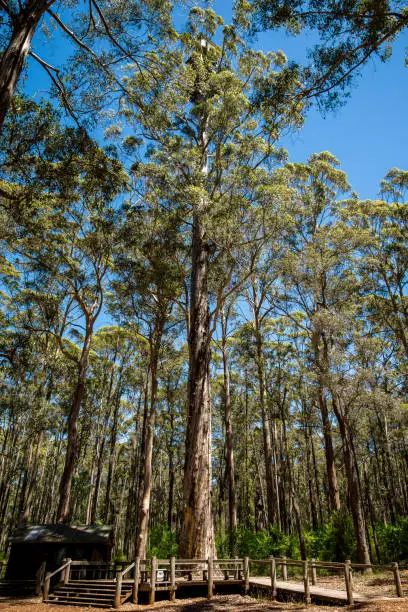 Photo of Diamond tree near Pemberton and Manjimup in Western Australia. Used as a fire lookout in the past