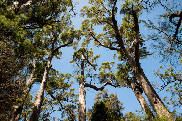 Giant tingle trees near Walpole, Tree Top Walk attraction at Valley of the Giants, Western Australia stock photo