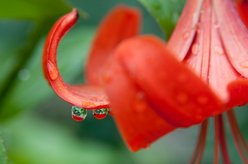 Red lily flowers and closed-up waterdrops