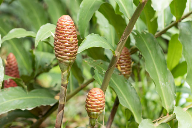 istock Shampoo Ginger, Wild Ginger (Zingiber zerumbet (L.) Roscoe ex Sm.) Thailand herb has medicinal properties. 854786740