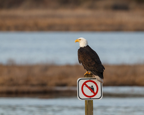 A bald eagle perched on a no hunting signpost by wetlands.