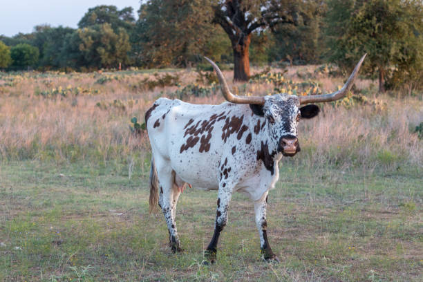 istock View of a Texas Longhorn Standing on Field 854787668