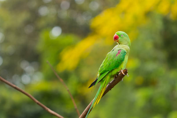 istock Green red Parakeet Alexandrine Parakeet , Psittacula eupatria 854801084