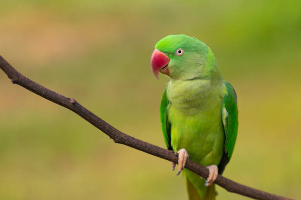 istock Green red Parakeet Alexandrine Parakeet , Psittacula eupatria 854803574