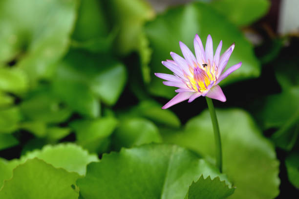istock beautiful lotus in pond 854804446