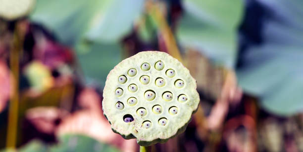 istock Closeup of lotus seed pod 854806888