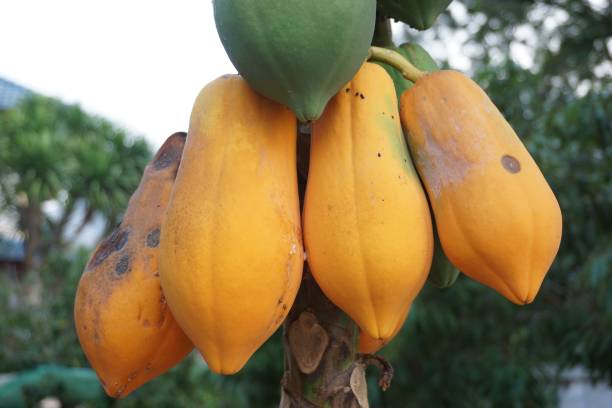 antracnosis en frutos de papaya - colletotrichum fotografías e imágenes de stock