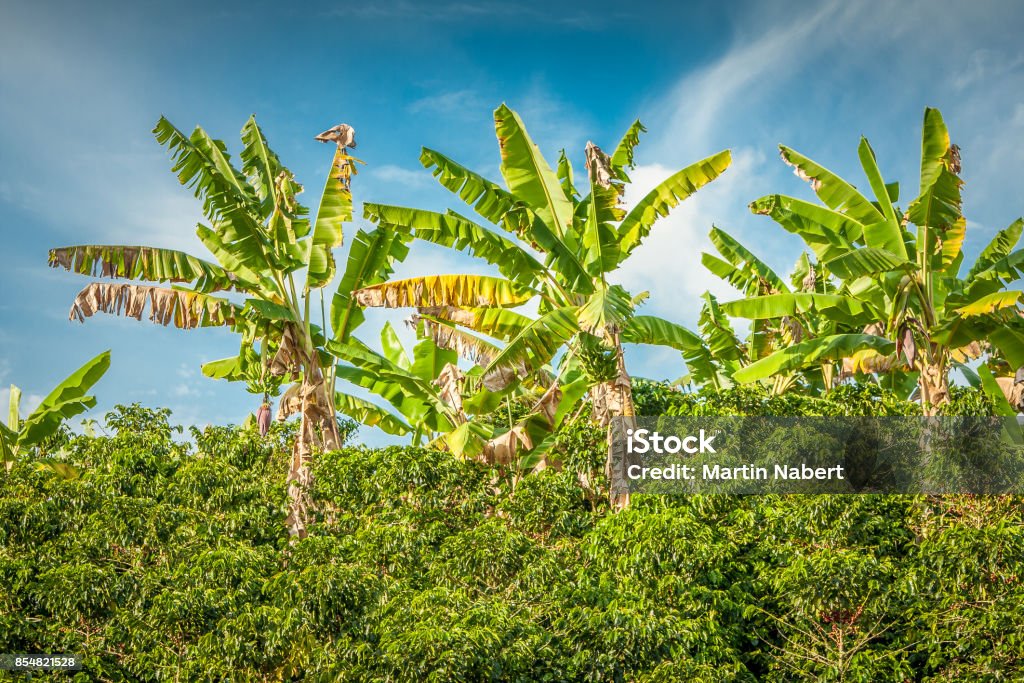 Banana Trees in Coffee Plantation in Jerico Colombia This image shows banana trees in a coffee plantation in Jerico Colombia in the state of Antioquia Agricultural Field Stock Photo