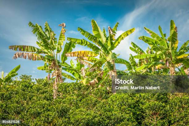 Banana Trees In Coffee Plantation In Jerico Colombia Stock Photo - Download Image Now