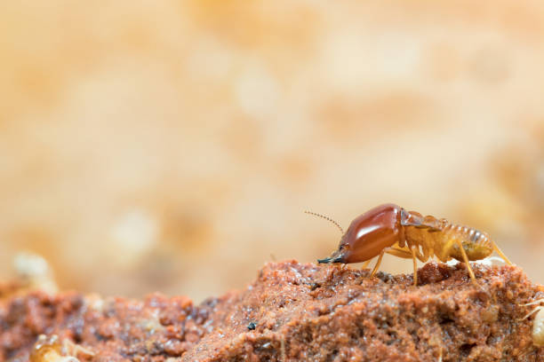 istock termites damage home, macro close up termites in anthill 854821878