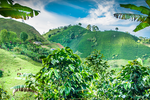 This image shows a coffee plantation in Jerico Colombia