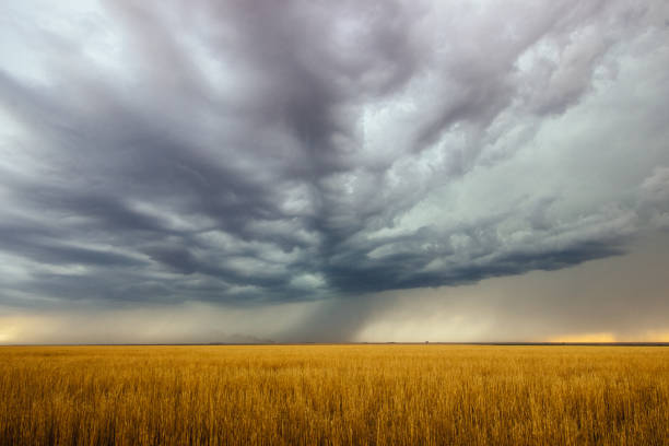 campo di temporali e grano - storm wheat storm cloud rain foto e immagini stock