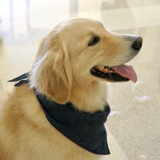 istock dog w bandana 854822628