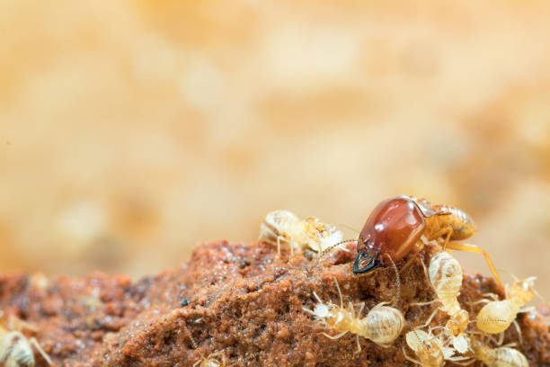 istock termites damage home, macro close up termites in anthill 854826738