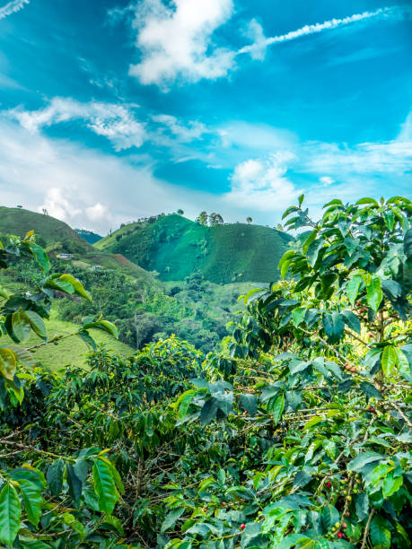 istock Coffee Plantation in Jerico Colombia 854827130