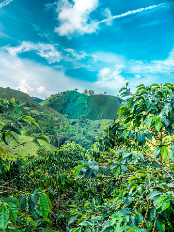 This image shows a coffee plantation in Jerico Colombia
