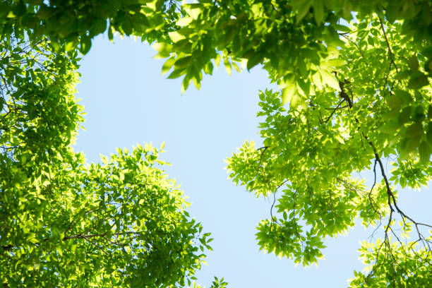 istock Summer Maple Leaves. Green leaves against a bright blue sky. 854830190